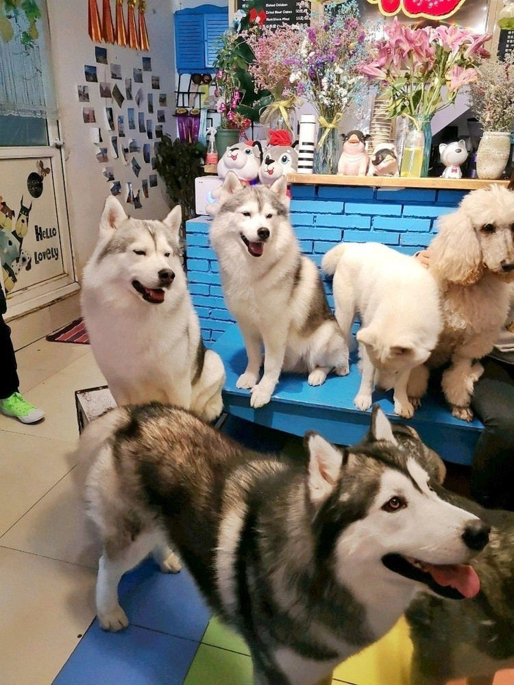 哈士奇咖啡厅🐶🐶想跟哈士奇玩再也不用去曼谷啦🐶图2