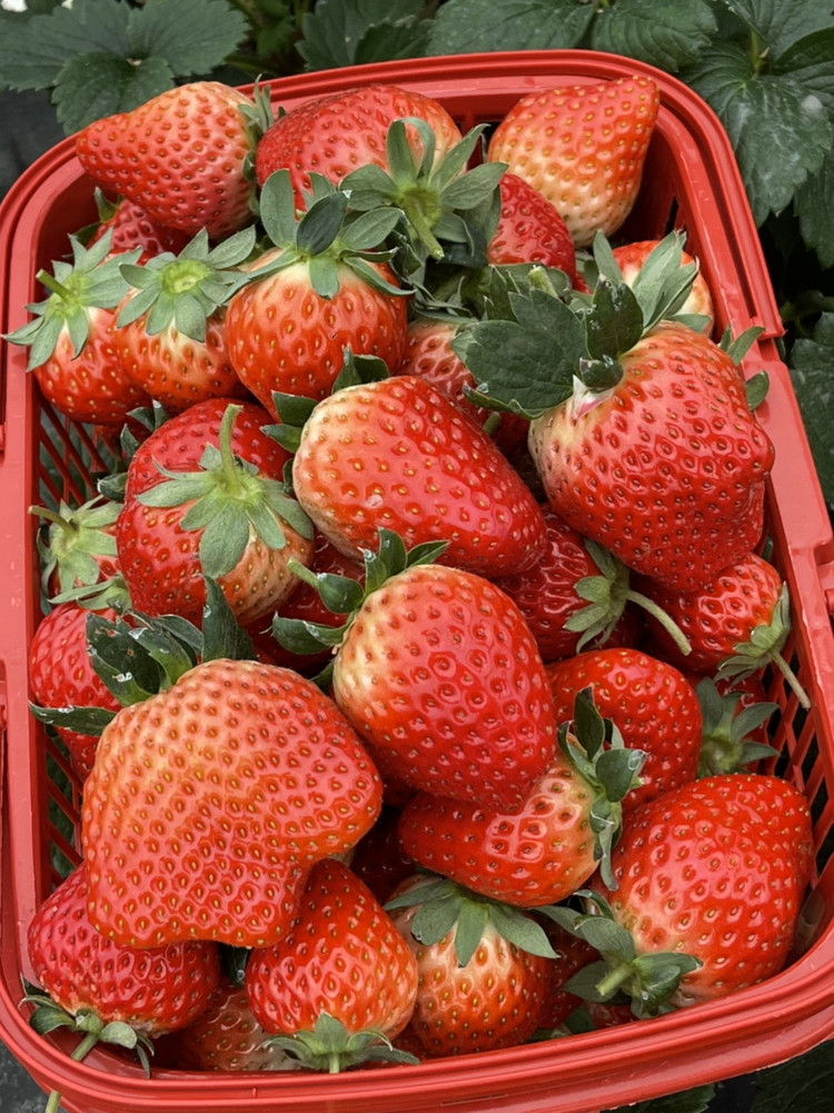 苏州15一斤的草莓🍓摘了熬果酱图2