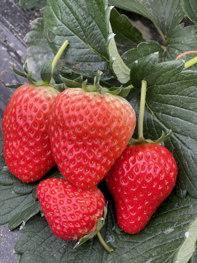 苏州15一斤的草莓🍓摘了熬果酱图3