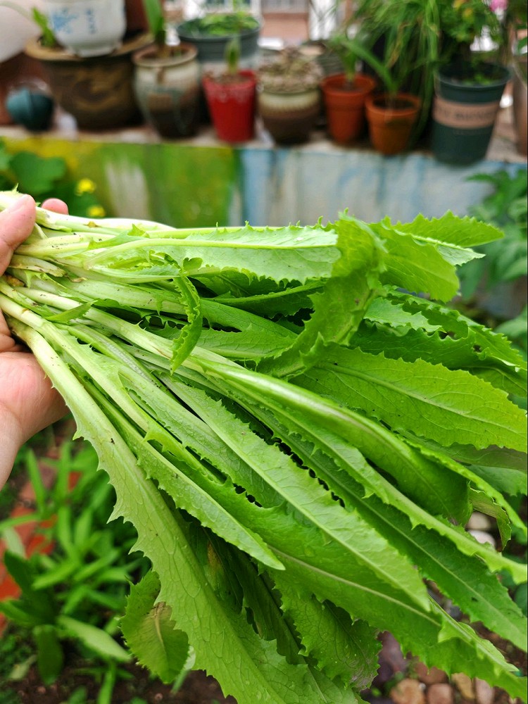 自己种的菜菜呢，那叫一个欢喜图8