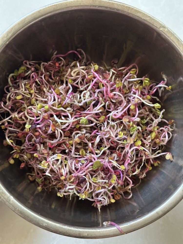 开胃轻食萝卜苗图2