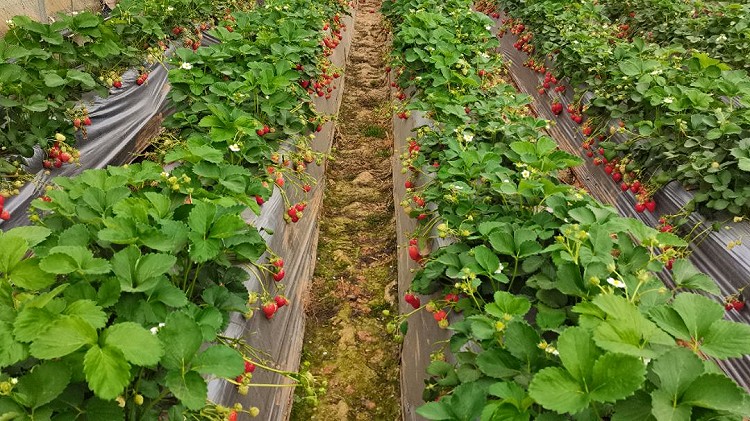 刚刚摘到的草莓🍓，够新鲜的图1