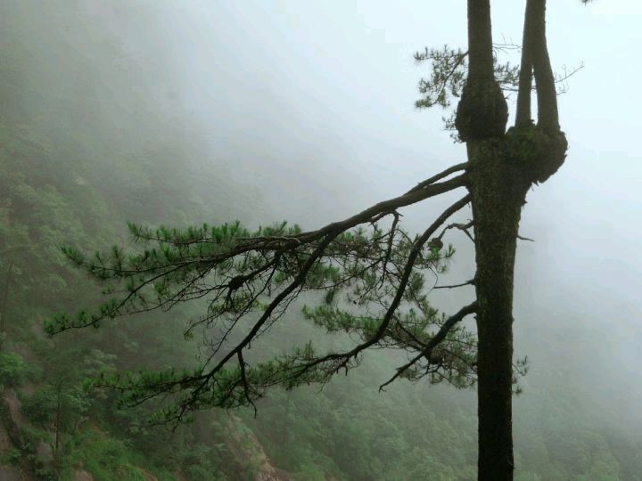 大明山——原始次森林保护基地图4