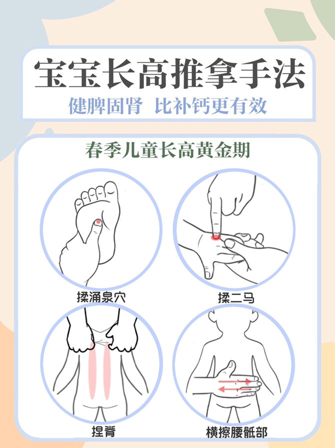 骨骼的发育，关键在于肾图1