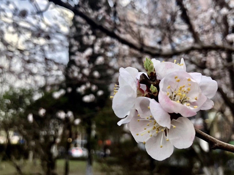 春暖～花又开 ❀❀❀🌱图2