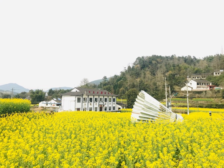 周末出游踏青～赏初春油菜花🌼图2