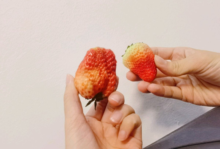 今年的草莓🍓很Nice！你吃了吗图2