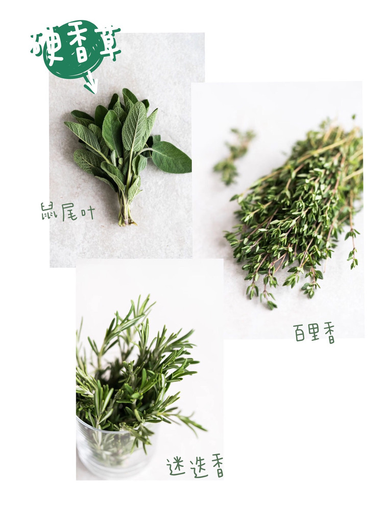 超详细香草使用指南🌿实用干货文图2