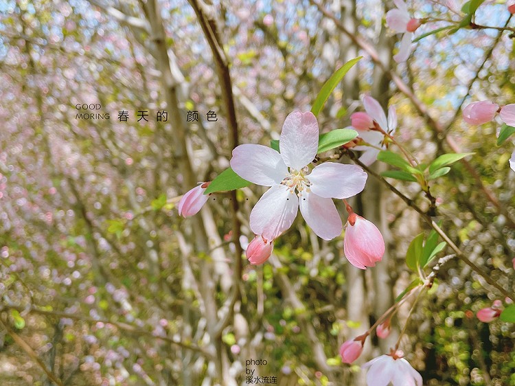 来自清晨的约定🍃图2