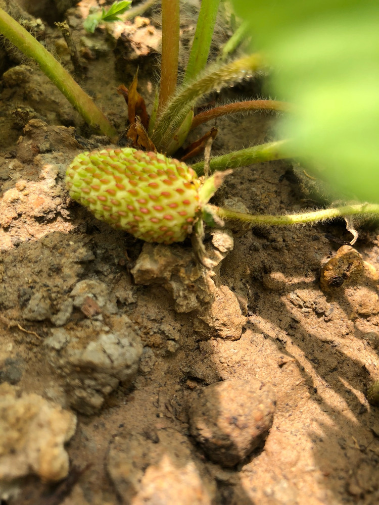 我的小草莓🍓图1