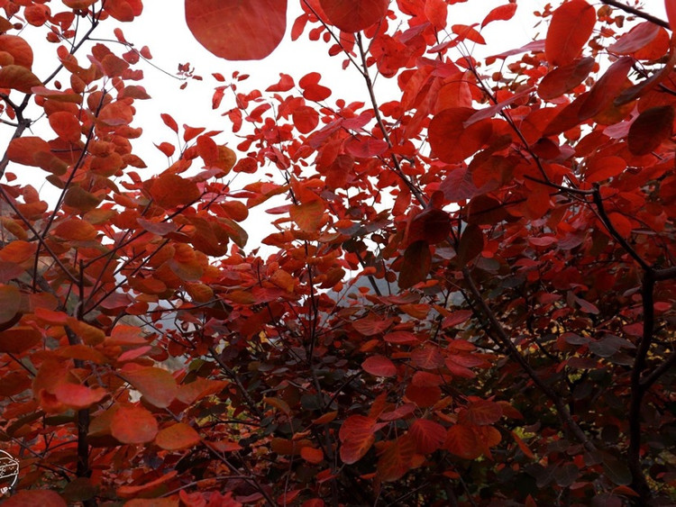 北京自驾 | 听我的，这个秋天一定来红叶季的坡峰岭打卡图9