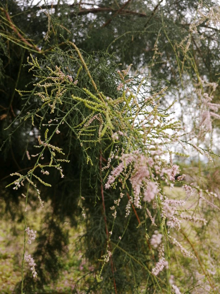 这种树很常见，可开花还是第一次见到！图2