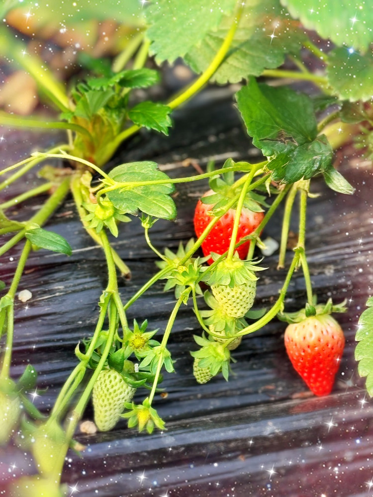 草莓园里摘草莓🍓图3