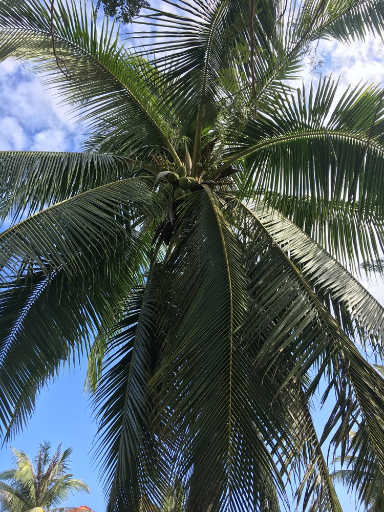 三亚必打卡景点🍃蜈支洲岛图7