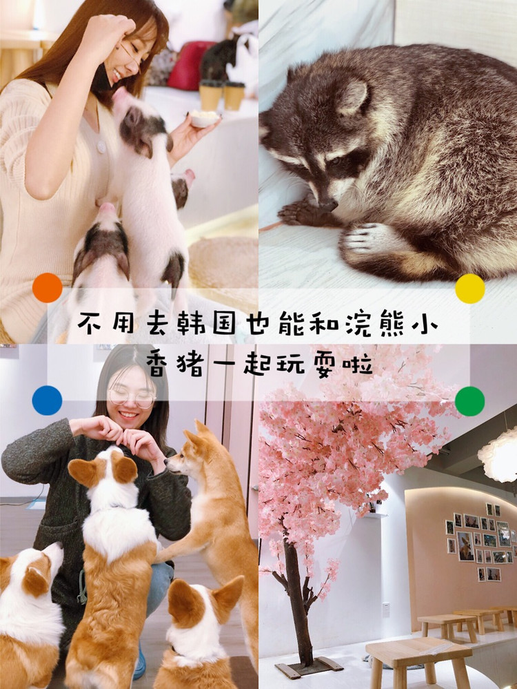 圣诞节来撸浣熊和小香猪吧！太萌啦！图1