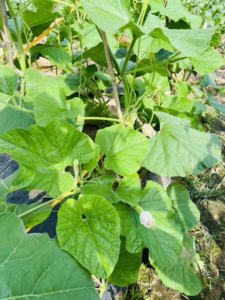 大叔给了5个包心菜 辣包菜做起 漫步田野间 植物之美图8