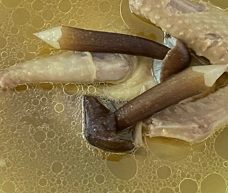 鸡纵菌鸽子汤，菌的清鲜、鸽子的鲜香，秋天滋补不上火😋图2