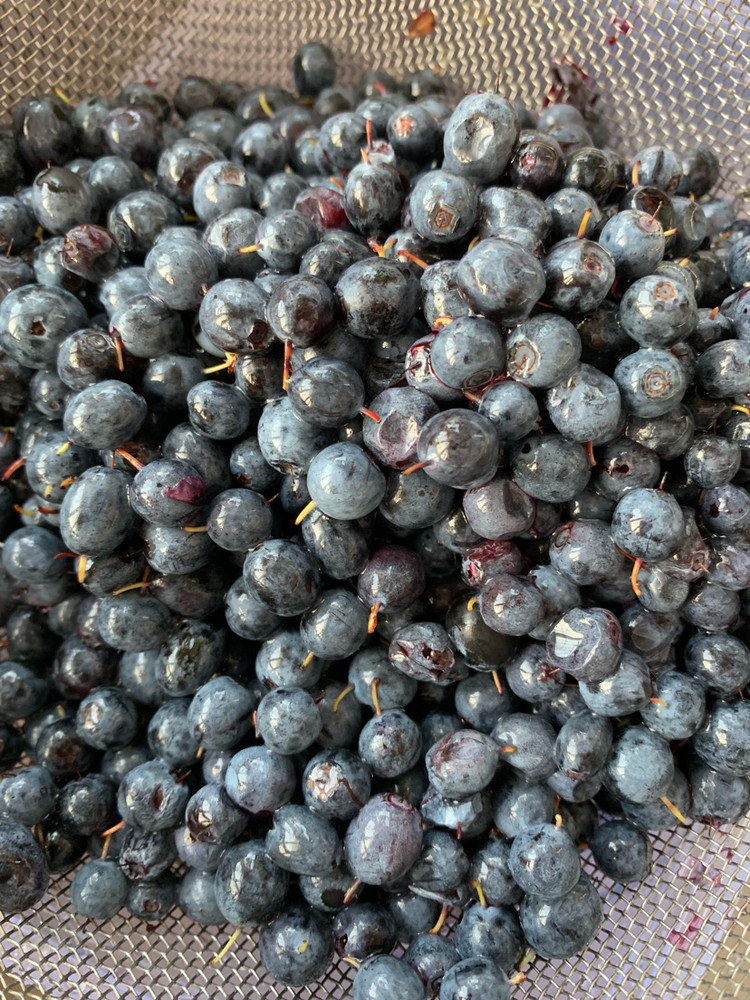 大兴安岭的野生红豆和蓝莓酱图1