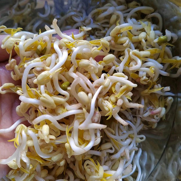 第一次生绿豆芽图1