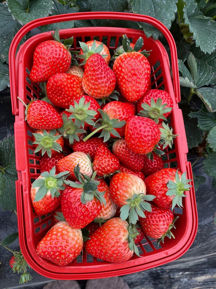 苏州15一斤的草莓🍓摘了熬果酱图1