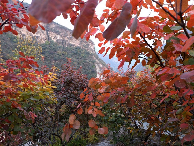 北京自驾 | 听我的，这个秋天一定来红叶季的坡峰岭打卡图8