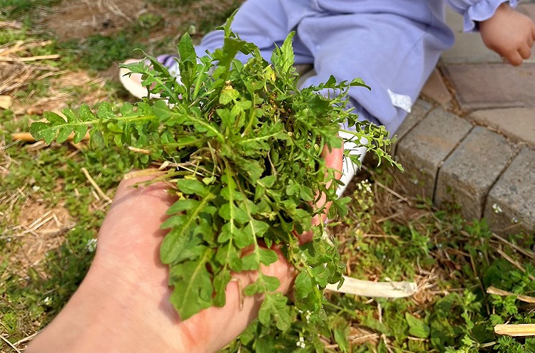 婴儿辅食：荠菜虾仁小馅饼图5