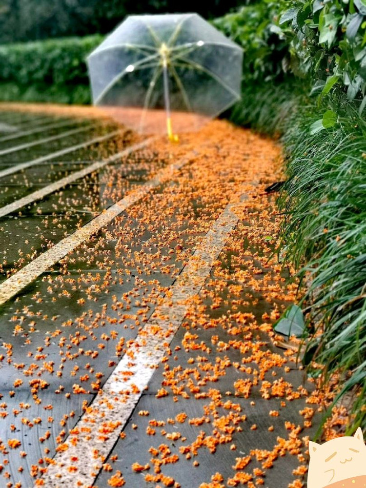 雨打桂花落，秋季桂花香图1