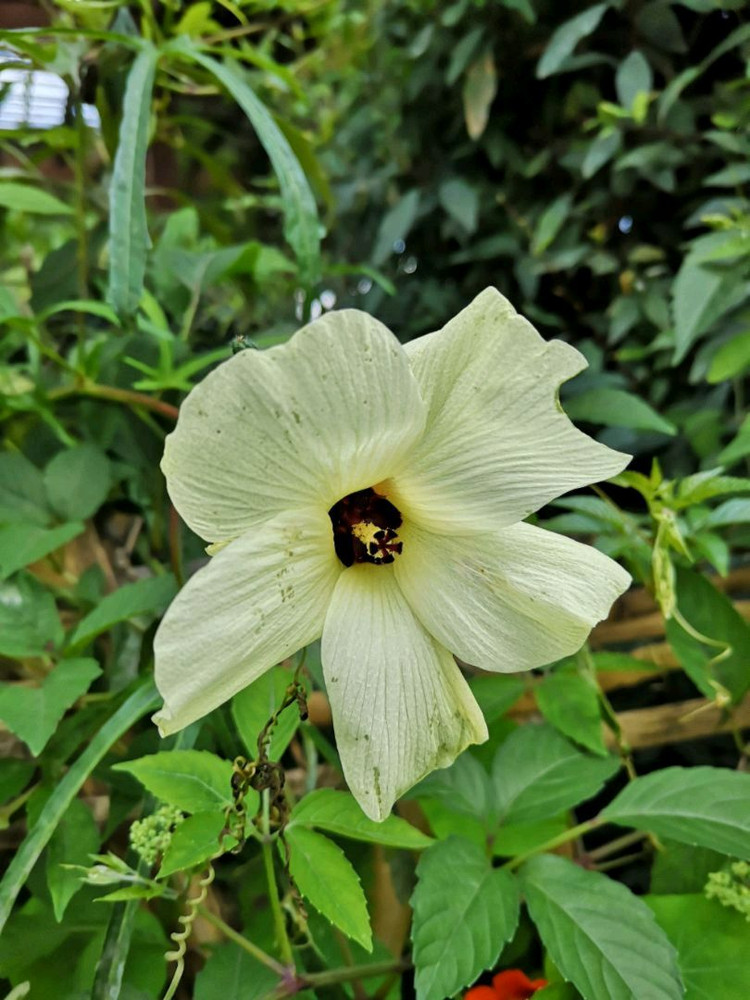 🌿植物园里除了你想看的珍稀植物，还有这些默默无闻的小花图5