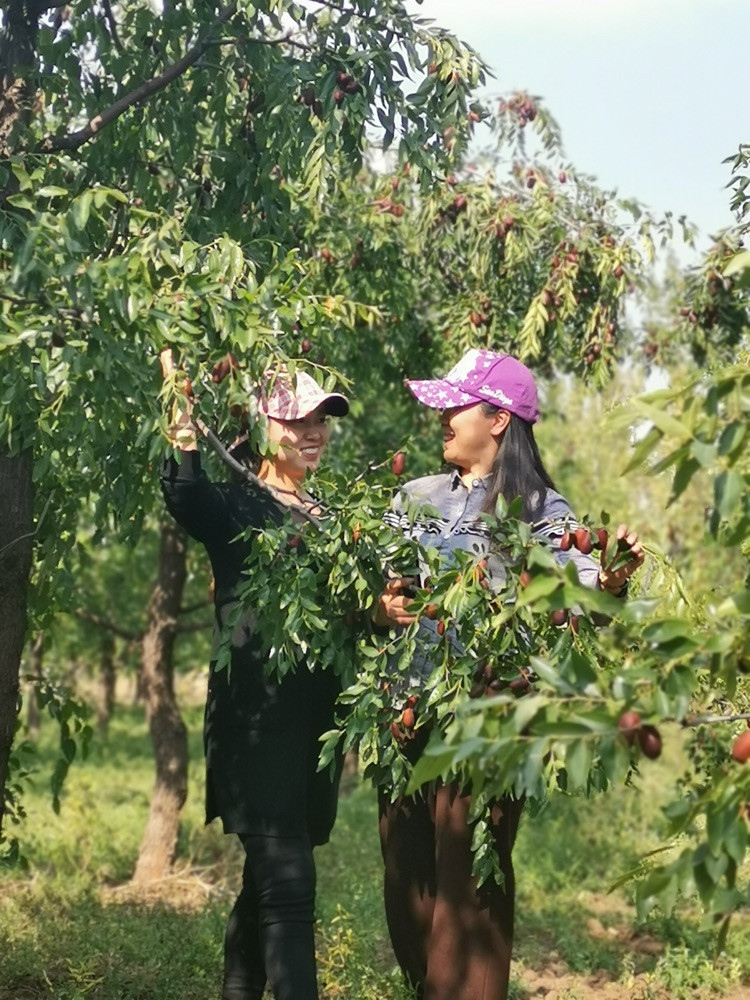 在宁夏，我骑着破三轮车去卖枣，走在路中央刹不住车，撞了前面的小车，枣撒了一地，想着这下亏大了，赶紧装摔倒吧，不然还得赔人家车。刚躺下，车主从小车里下来了，一脚踩在了枣上，滑倒起不来了…… 等了好久也没见起来，我看事不对，车子不要了，赶紧跑吧…… 刚跑不远，回头一看，小车开跑了……宁夏灵武长枣，清香脆甜，季节性很强，上市十天左右，抓紧时间吃起来。灵武长枣是宁夏灵武市特产，中国地理标志产品，果实长椭圆图2