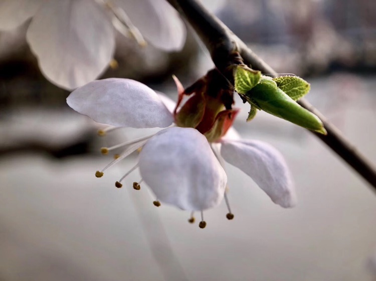 春暖～花又开 ❀❀❀🌱图8