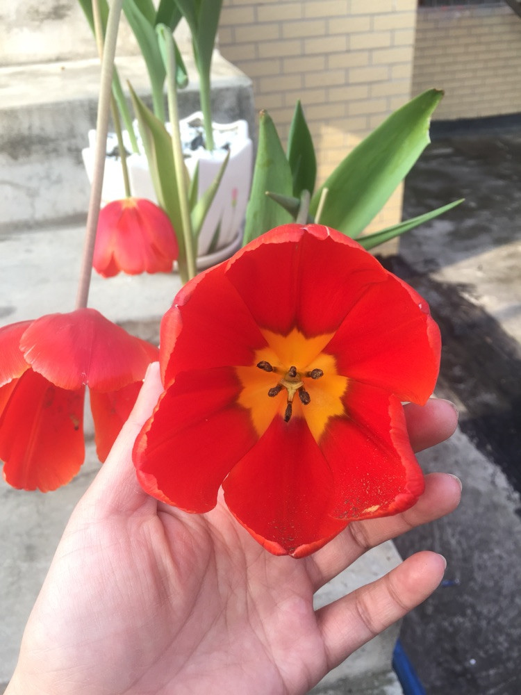 红油馄饨面配鲜花图3