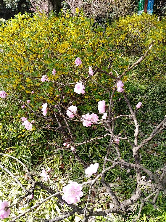 春暖花开🌸图5