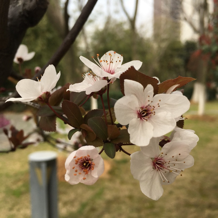 阳光明媚的午后，梅花盛开、隶棠花、紫叶李、海棠花、茶花美美哒图5