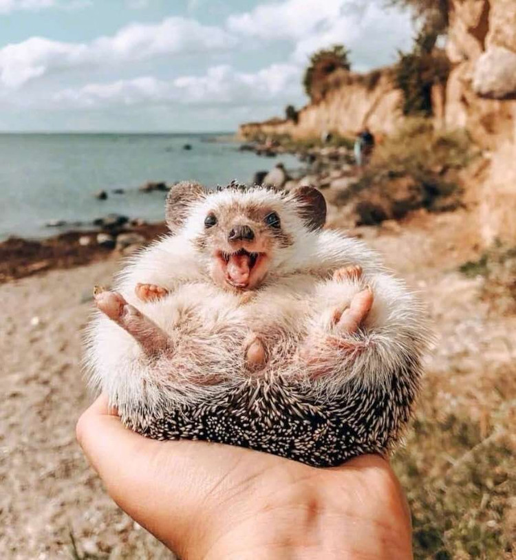 我的小刺猬🦔Lucky跟着我去旅游😂，总是很享受很自在的样子，这小表情真的太可爱啦！而且镜头感十足啊，它是只很会拍照的刺猬😉图6