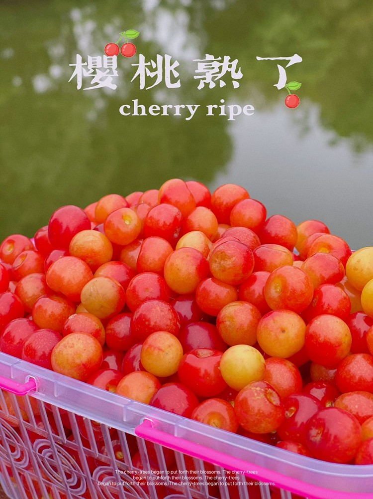 苏州摘樱桃🍒图1