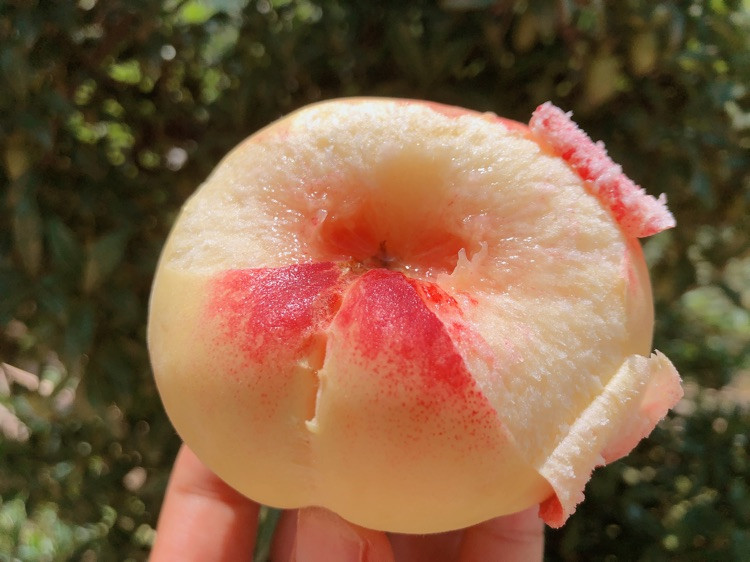 这个季节什么桃子最好吃，一起来挑选🍑图2