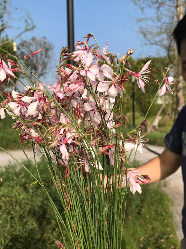 记得是去年夏天的一个早晨，我和先生送儿子上学后，他提议到学校附近的公园逛逛！大约步行五分钟就到了！我是第一次到这公园，园区视野开阔，郁郁葱葱的草坪上还零星缀着可爱的小蘑菇！小桥流水，绿荫红道交相辉映！晨练的人们穿梭在健步道上，趁着早上的凉爽，园丁早已开始修剪草坪花丛！修剪下来的花枝还水灵灵地趟着！一些园丁把撒在地面花枝迅速地装进垃圾，我看着有些心痛，对先生说太可惜！这修剪的花挺好看的！整理下放进花图1