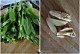 蚌肉烧菜苔的做法图解2