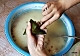 蜜枣糯粽——豆果美食的做法图解17