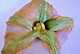 巴黎名菜：酿南瓜花的做法图解5