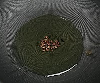 尖椒土豆丝的做法图解3
