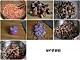 香菇猪肉水煎包的做法图解1
