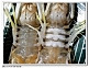 水蒸皮皮虾的做法图解3