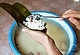 蜜枣糯粽——豆果美食的做法图解11