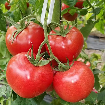 归田居 丨 普罗旺斯水果西红柿 4.5斤